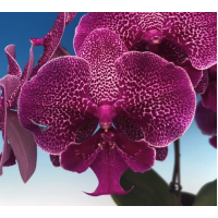 Phal. Hybrid 3000 big lip