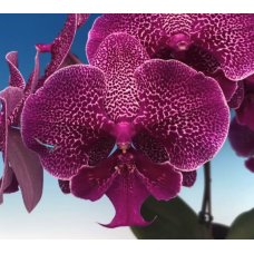 Phal. Hybrid 3000 big lip
