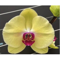 Phal. OX Cornell