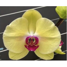 Phal. OX Cornell
