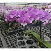 Phal. Charming Juliet big lip