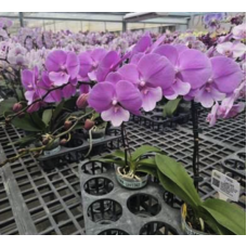 Phal. Charming Juliet big lip