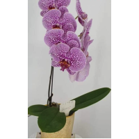 Phal. (Fangmei Dream Wedding x Kun-Nun Walent a Prince) FM-166