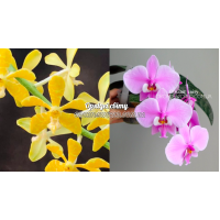 Rnthps. Amayani x Schilleriana TKB