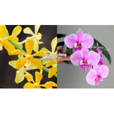 Rnthps. Amayani x Schilleriana TKB