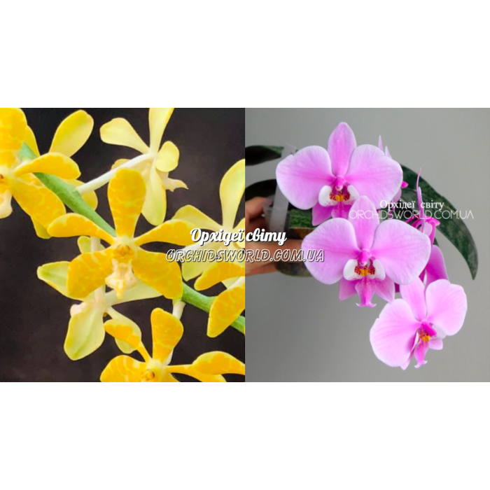 Ренантопсис (Renanthopsis Amayani x Schilleriana TKB)