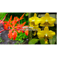 Rnthps. Amayani x Stuartiana Yellow Rnthps. Amayani x Stuartiana Yellow