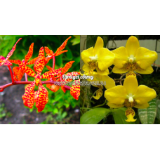 Rnthps. Amayani x Stuartiana Yellow Rnthps. Amayani x Stuartiana Yellow