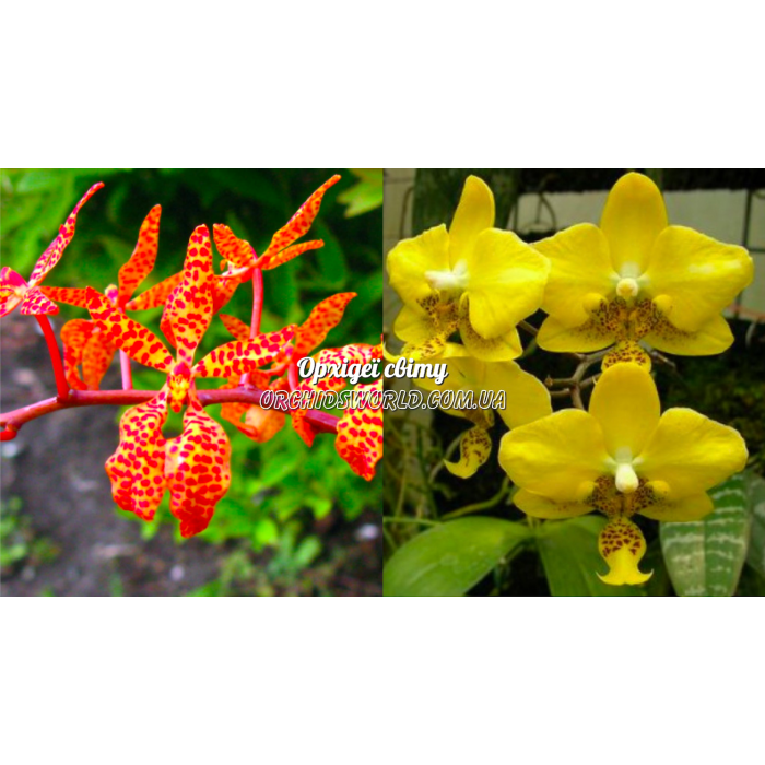 Ренантопсис (Renanthopsis Amayani x Stuartiana Yellow) Ренантопсис (Renanthopsis Amayani x Stuartiana Yellow)