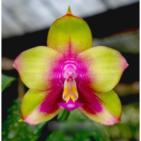 Phal. Mituo Prince Rainbow