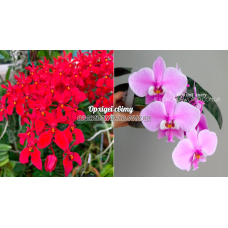 Rnthps. Kalsom x Schilleriana TKB