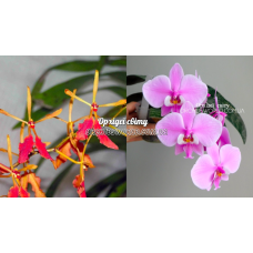 Rnthps. Vietnamensis x Schilleriana TKB