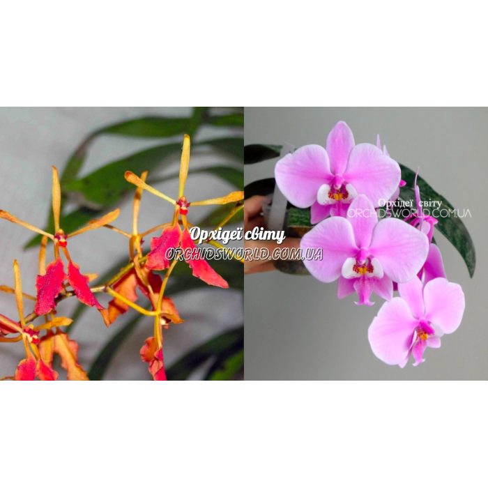 Ренантопсис (Renanthopsis Vietnamensis x Schilleriana TKB) Ренантопсис (Renanthopsis Vietnamensis x Schilleriana TKB)