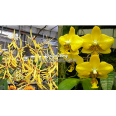 Rnthps. Сitrina x Stuartiana Yellow Rnthps. Сitrina x Stuartiana Yellow