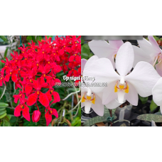 Rnthps. Kalsom x Philippinensis Rnthps. Kalsom x Philippinensis