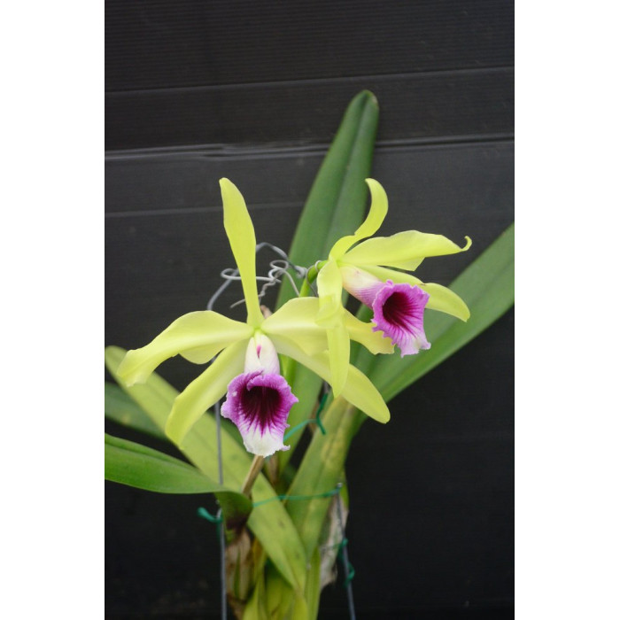 Каттлея Тенеброса Грін сіб (Laelia Tenebrosa Green x sib)