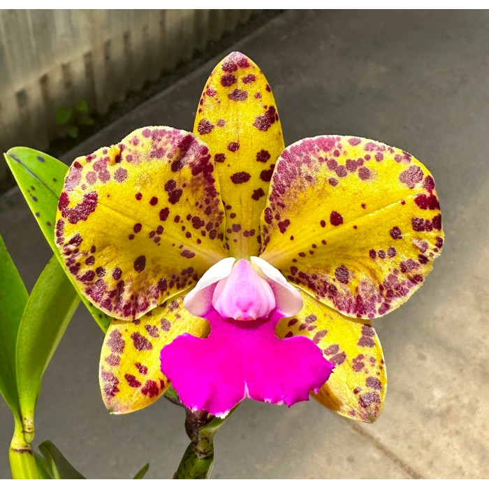 Каттлея (Potinara Naomis Delight)