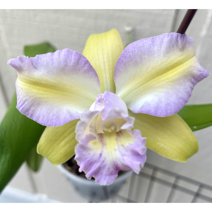 Каттлея (Brassolaeliocattleya Hawaiian Satisfaction CT- Romantic)