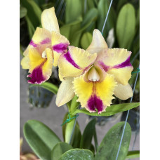 Rlc. Thaksina Candy Sour Cream