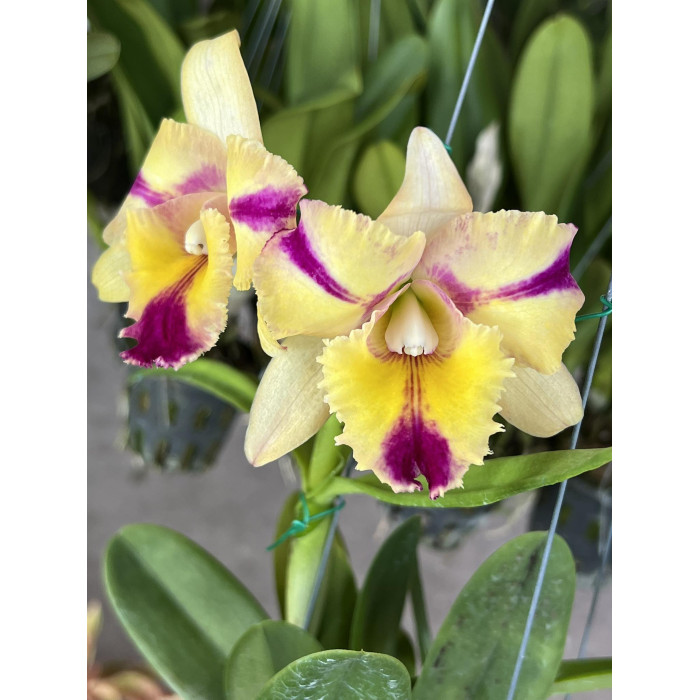 Каттлея (Rhyncholaeliocattleya Thaksina Candy Sour Cream) Каттлея (Rhyncholaeliocattleya Thaksina Candy Sour Cream)