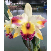 Rlc. Amazing Bangkok God Canvas