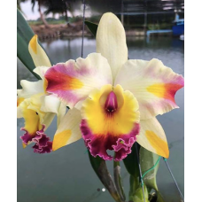 Rlc. Amazing Bangkok God Canvas
