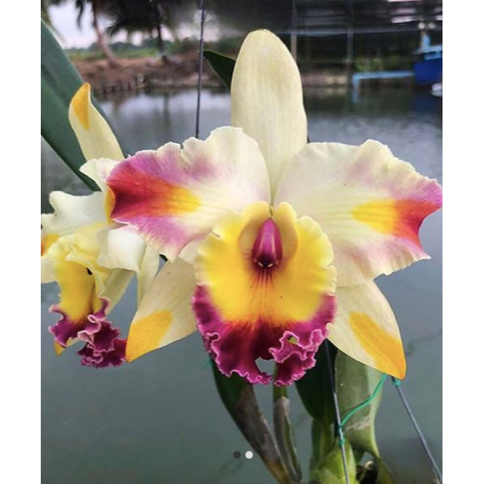 Каттлея (Rhyncholaeliocattleya Amazing Bangkok God Canvas)