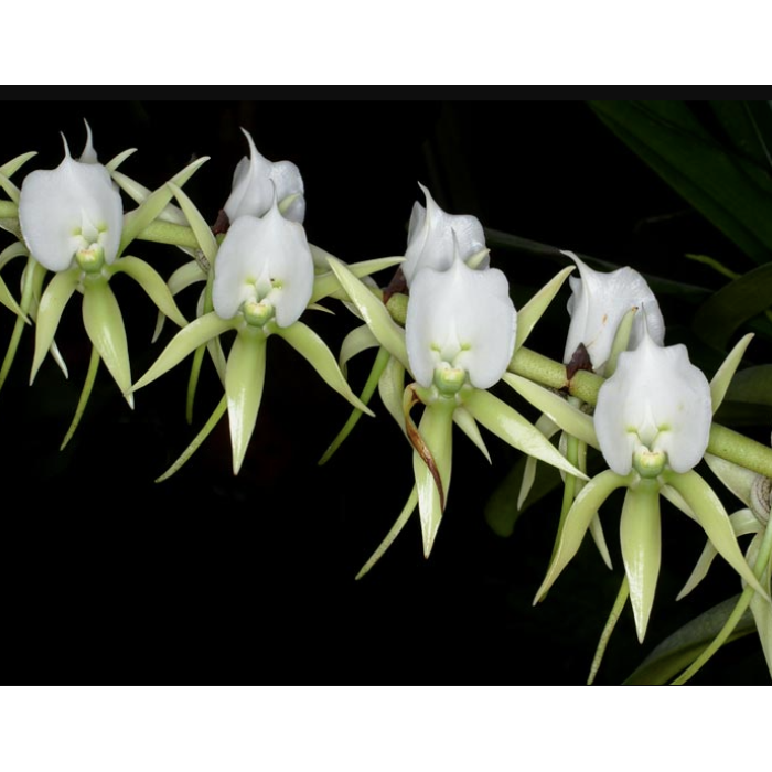 Angcm. Eburneum (Angraecum Eburneum)