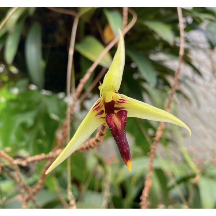 Bulb. Longiscapum (Bulbophyllum Longiscapum)