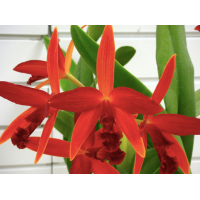 C. Kagaribi Dawn Red Star