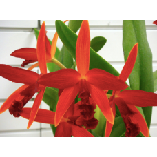 C. Kagaribi Dawn Red Star C. Kagaribi Dawn Red Star