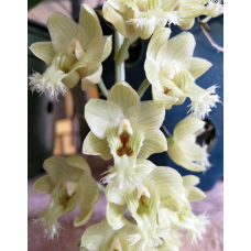 Clo. Warczewitzii Clo. Warczewitzii