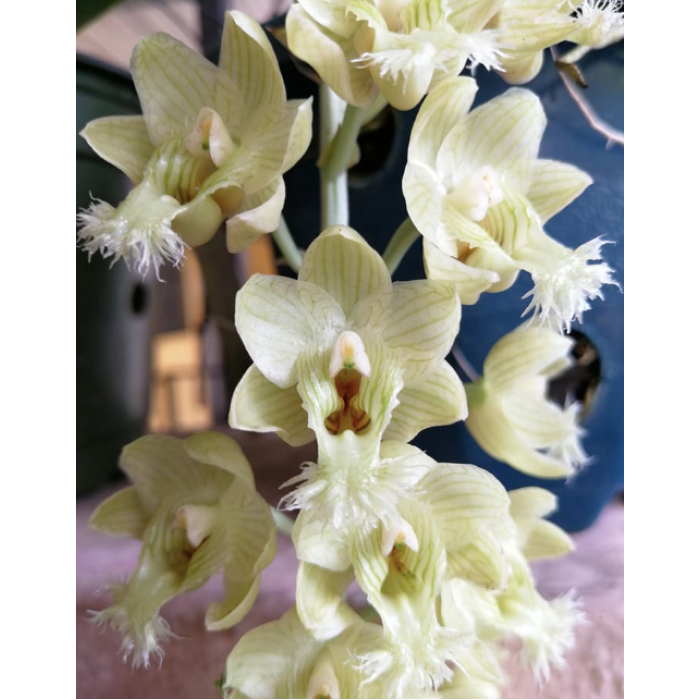 Катасетум (Clowesia Warczewitzii)