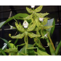 Cyc. Jumbo Farnsworth