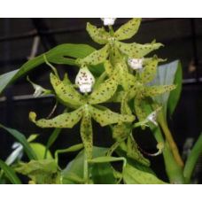 Cyc. Jumbo Farnsworth