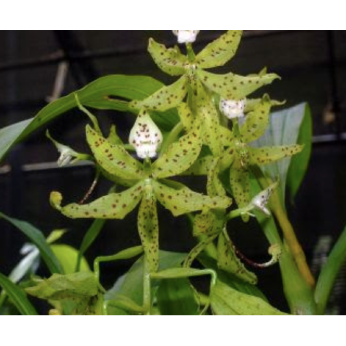 Катасетум (Cycnoches Jumbo Farnsworth)