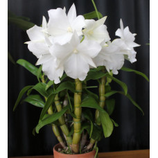 Den. Formosum Petaloid Den. Formosum Petaloid