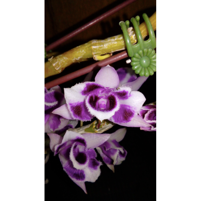 Дендробіум (Dendrobium Kamalei)