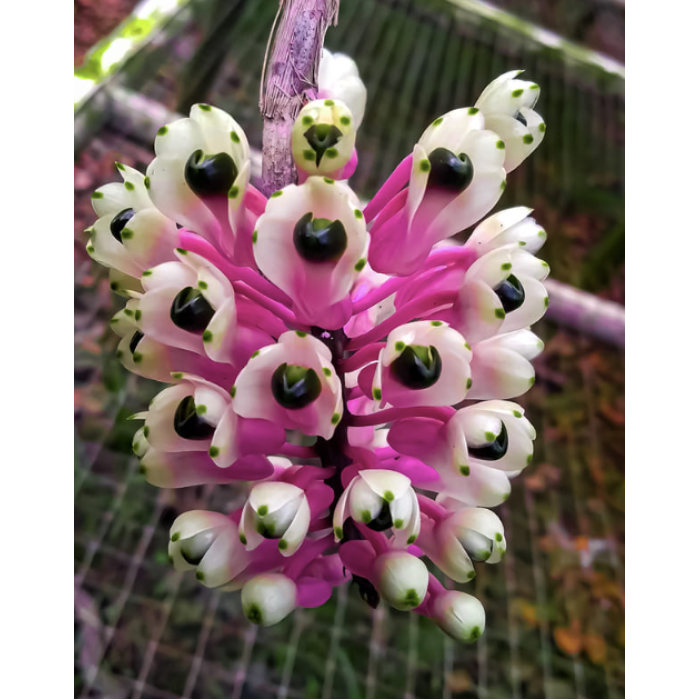 Дендробіум (Smillieae)