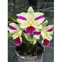 Rlc. Fong Yuan Beauty