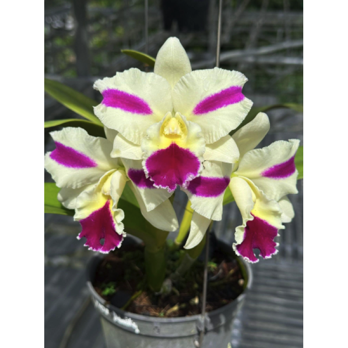 Каттлея (Rhyncholaeliocattleya Fong Yuan Beauty)