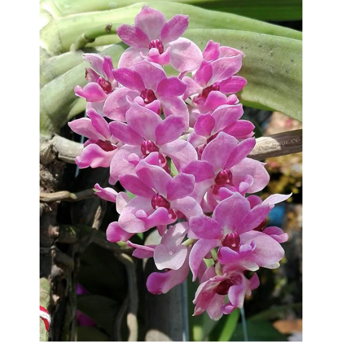 Ванда (Rhynchostylis Gigantea Pink)