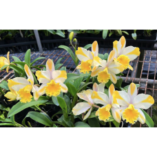 Rlc. Star Carnival Sirius