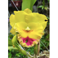 Rlc. Chomthong Delight Big Red Lip