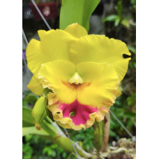 Rlc. Chomthong Delight Big Red Lip