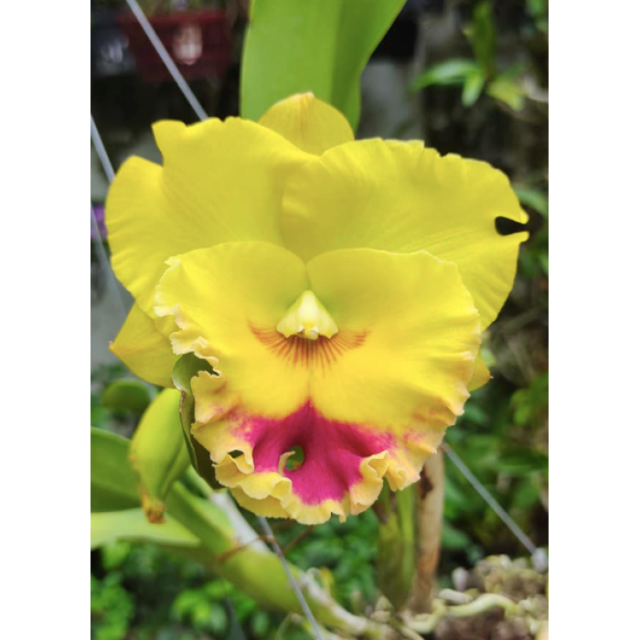 Каттлея (Rhyncholaeliocattleya Chomthong Delight Big Red Lip)