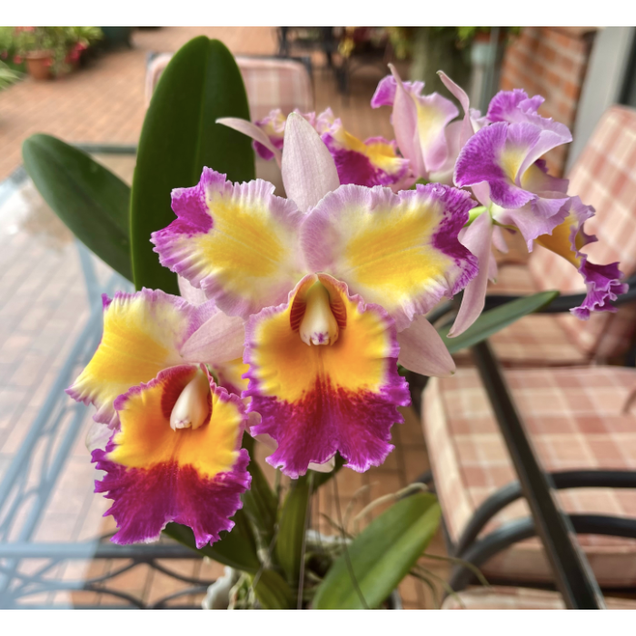 Каттлея (Rhyncholaeliocattleya Dick Smith Paradise)