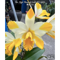 Rlc. Kyle Heart of Gold