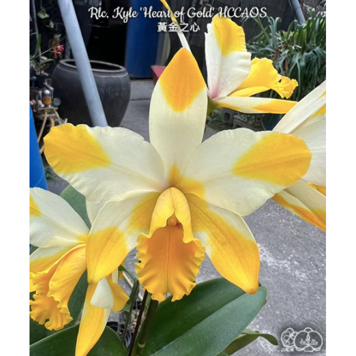 Каттлея (Rhyncholaeliocattleya Kyle Heart of Gold)