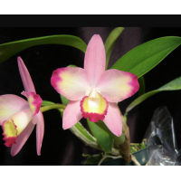 Slc. Cherry Bee Happy Field Slc. Cherry Bee Happy Field